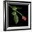 rose-Magda Indigo-Framed Photographic Print