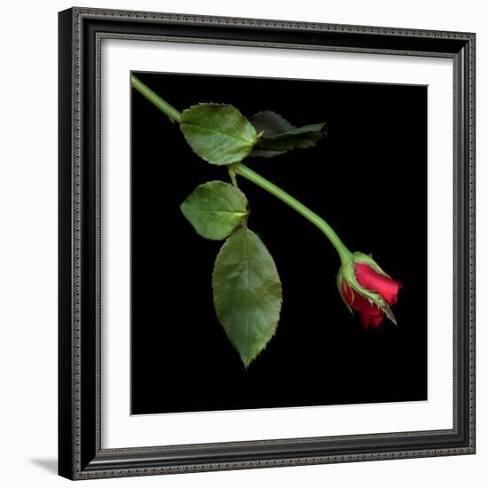 rose-Magda Indigo-Framed Photographic Print