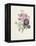 Rose-Pierre-Joseph Redouté-Framed Premier Image Canvas