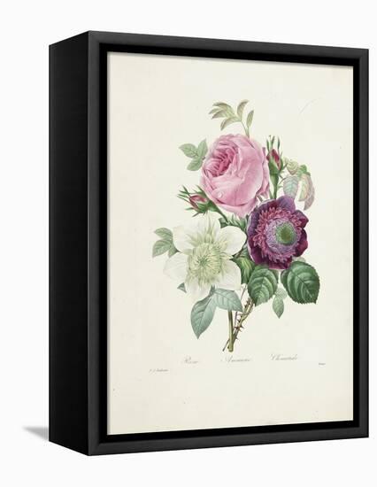 Rose-Pierre-Joseph Redouté-Framed Premier Image Canvas