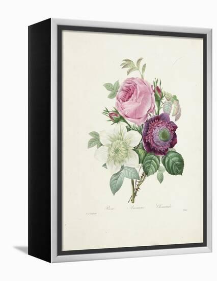 Rose-Pierre-Joseph Redouté-Framed Premier Image Canvas