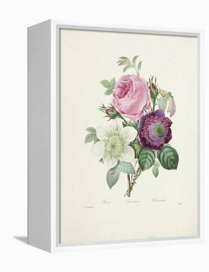 Rose-Pierre-Joseph Redouté-Framed Premier Image Canvas