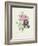 Rose-Pierre-Joseph Redouté-Framed Giclee Print