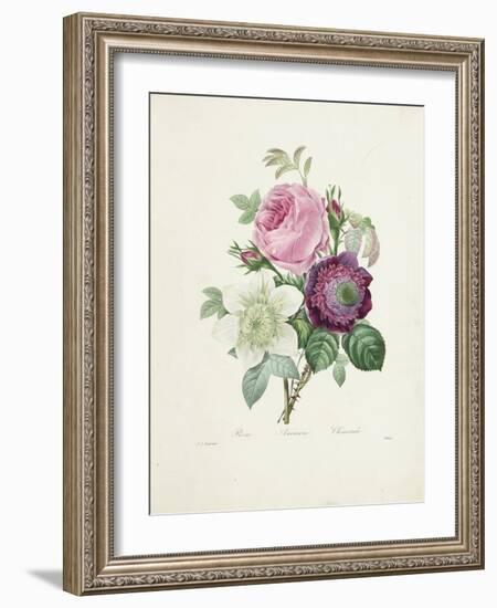 Rose-Pierre-Joseph Redouté-Framed Giclee Print