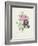 Rose-Pierre-Joseph Redouté-Framed Giclee Print