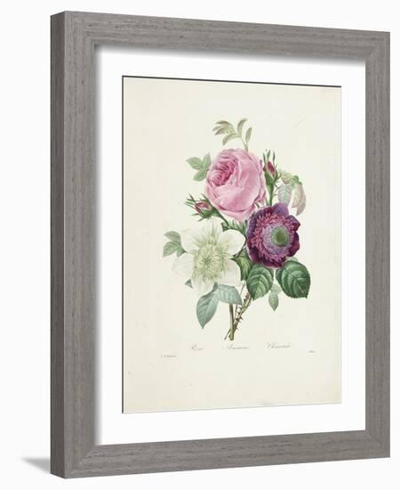 Rose-Pierre-Joseph Redouté-Framed Giclee Print