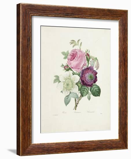 Rose-Pierre-Joseph Redouté-Framed Giclee Print