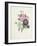 Rose-Pierre-Joseph Redouté-Framed Giclee Print