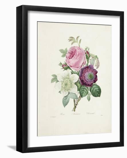 Rose-Pierre-Joseph Redouté-Framed Giclee Print