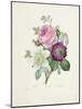 Rose-Pierre-Joseph Redouté-Mounted Giclee Print