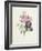 Rose-Pierre-Joseph Redouté-Framed Giclee Print