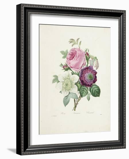 Rose-Pierre-Joseph Redouté-Framed Giclee Print