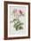 Rose-Pierre-Joseph Redouté-Framed Giclee Print