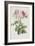 Rose-Pierre-Joseph Redouté-Framed Giclee Print