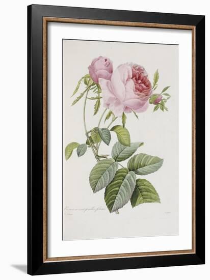 Rose-Pierre-Joseph Redouté-Framed Giclee Print