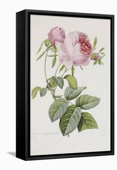 Rose-Pierre-Joseph Redouté-Framed Premier Image Canvas