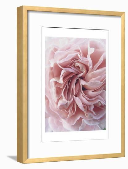 Rose-Urban Epiphany-Framed Art Print