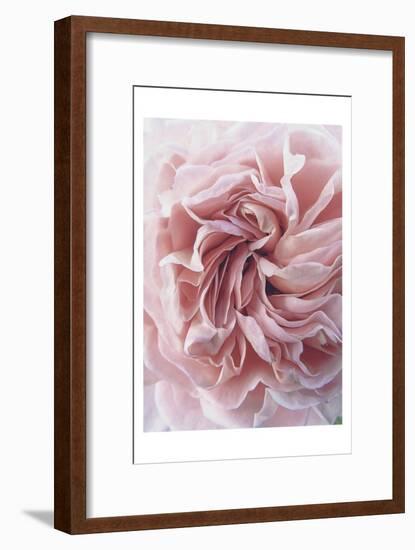 Rose-Urban Epiphany-Framed Art Print