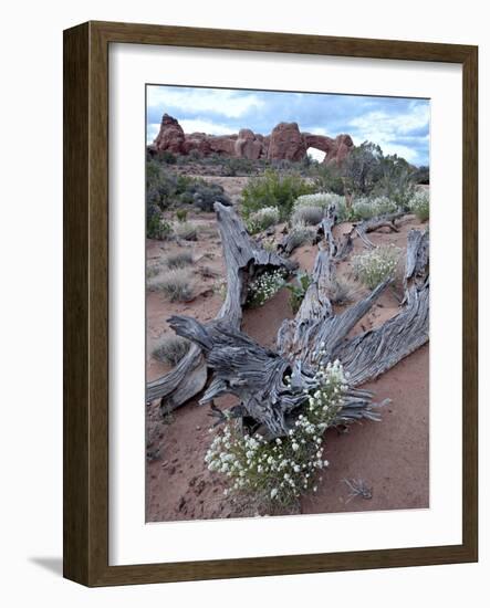 Roseata Gilia (Gilia Roseata) and South Window, Arches National Park, Utah, USA-James Hager-Framed Photographic Print