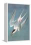 Roseate Fern-John James Audubon-Framed Stretched Canvas