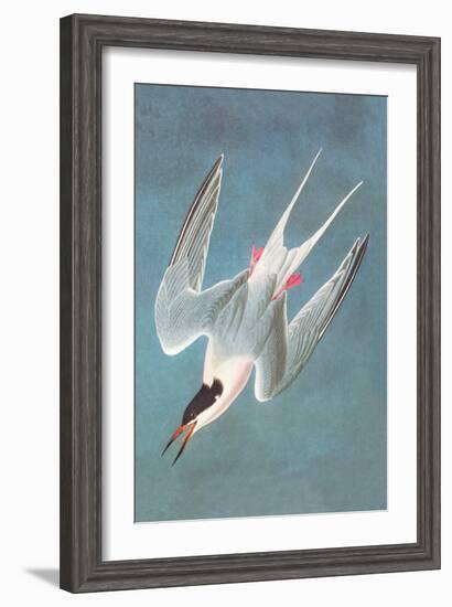 Roseate Fern-John James Audubon-Framed Art Print