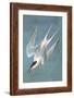 Roseate Fern-John James Audubon-Framed Art Print