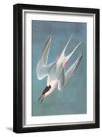 Roseate Fern-John James Audubon-Framed Art Print