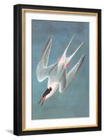 Roseate Fern-John James Audubon-Framed Art Print