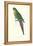 Roseate Parakeet - Polytelis Swainsoni-Edward Lear-Framed Stretched Canvas