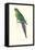 Roseate Parakeet - Polytelis Swainsoni-Edward Lear-Framed Stretched Canvas