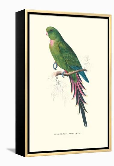Roseate Parakeet - Polytelis Swainsoni-Edward Lear-Framed Stretched Canvas