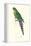 Roseate Parakeet - Polytelis Swainsoni-Edward Lear-Framed Stretched Canvas