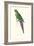 Roseate Parakeet - Polytelis Swainsoni-Edward Lear-Framed Art Print