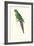 Roseate Parakeet - Polytelis Swainsoni-Edward Lear-Framed Art Print