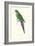 Roseate Parakeet - Polytelis Swainsoni-Edward Lear-Framed Art Print