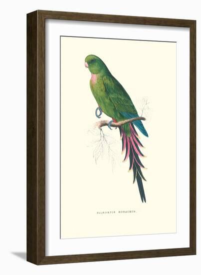 Roseate Parakeet - Polytelis Swainsoni-Edward Lear-Framed Art Print