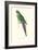 Roseate Parakeet - Polytelis Swainsoni-Edward Lear-Framed Art Print