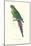 Roseate Parakeet - Polytelis Swainsoni-Edward Lear-Mounted Art Print