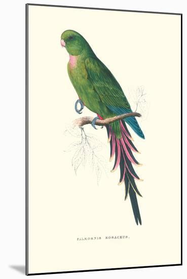 Roseate Parakeet - Polytelis Swainsoni-Edward Lear-Mounted Art Print