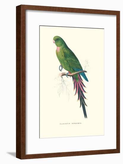 Roseate Parakeet - Polytelis Swainsoni-Edward Lear-Framed Art Print