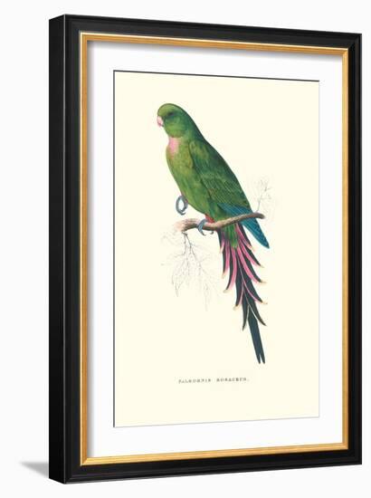 Roseate Parakeet - Polytelis Swainsoni-Edward Lear-Framed Art Print