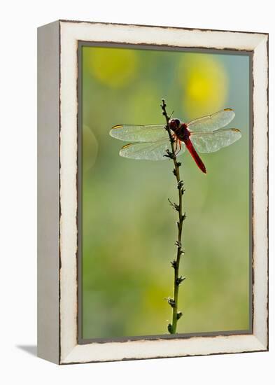 Roseate Skimmer Dragonfly Resting on Perch, Texas, USA-Larry Ditto-Framed Premier Image Canvas