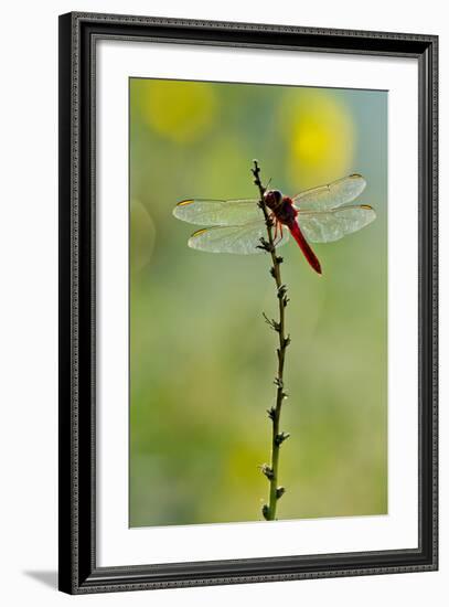 Roseate Skimmer Dragonfly Resting on Perch, Texas, USA-Larry Ditto-Framed Photographic Print