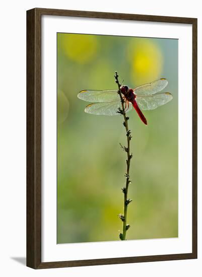 Roseate Skimmer Dragonfly Resting on Perch, Texas, USA-Larry Ditto-Framed Photographic Print