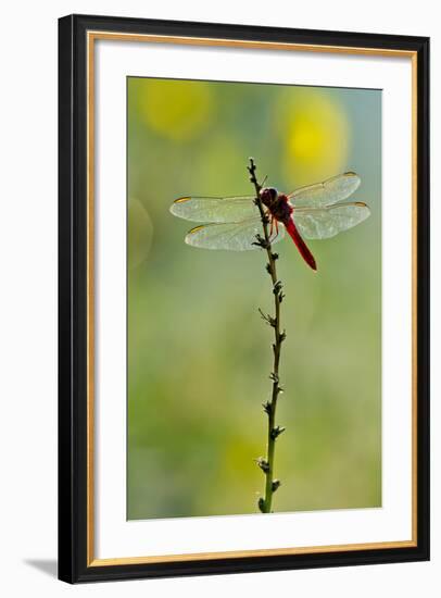 Roseate Skimmer Dragonfly Resting on Perch, Texas, USA-Larry Ditto-Framed Photographic Print