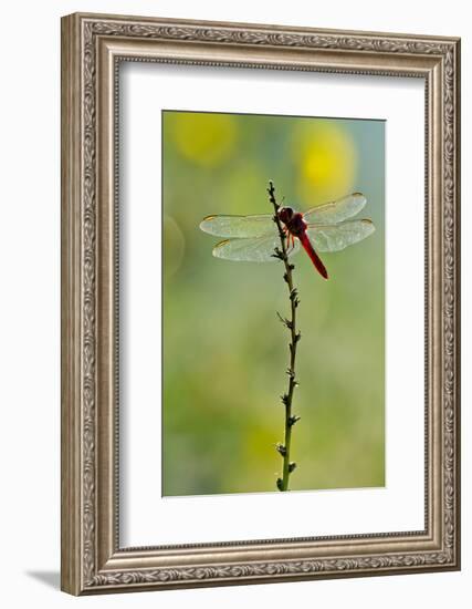 Roseate Skimmer Dragonfly Resting on Perch, Texas, USA-Larry Ditto-Framed Photographic Print