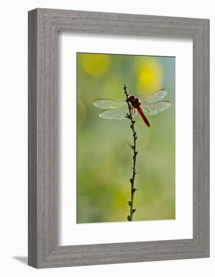 Roseate Skimmer Dragonfly Resting on Perch, Texas, USA-Larry Ditto-Framed Photographic Print