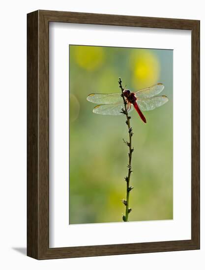 Roseate Skimmer Dragonfly Resting on Perch, Texas, USA-Larry Ditto-Framed Photographic Print