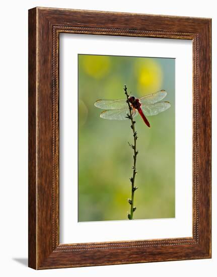 Roseate Skimmer Dragonfly Resting on Perch, Texas, USA-Larry Ditto-Framed Photographic Print