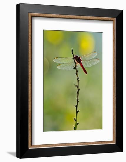 Roseate Skimmer Dragonfly Resting on Perch, Texas, USA-Larry Ditto-Framed Photographic Print